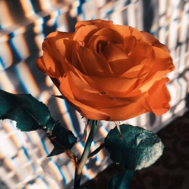 داوود یونسی مرد تنها